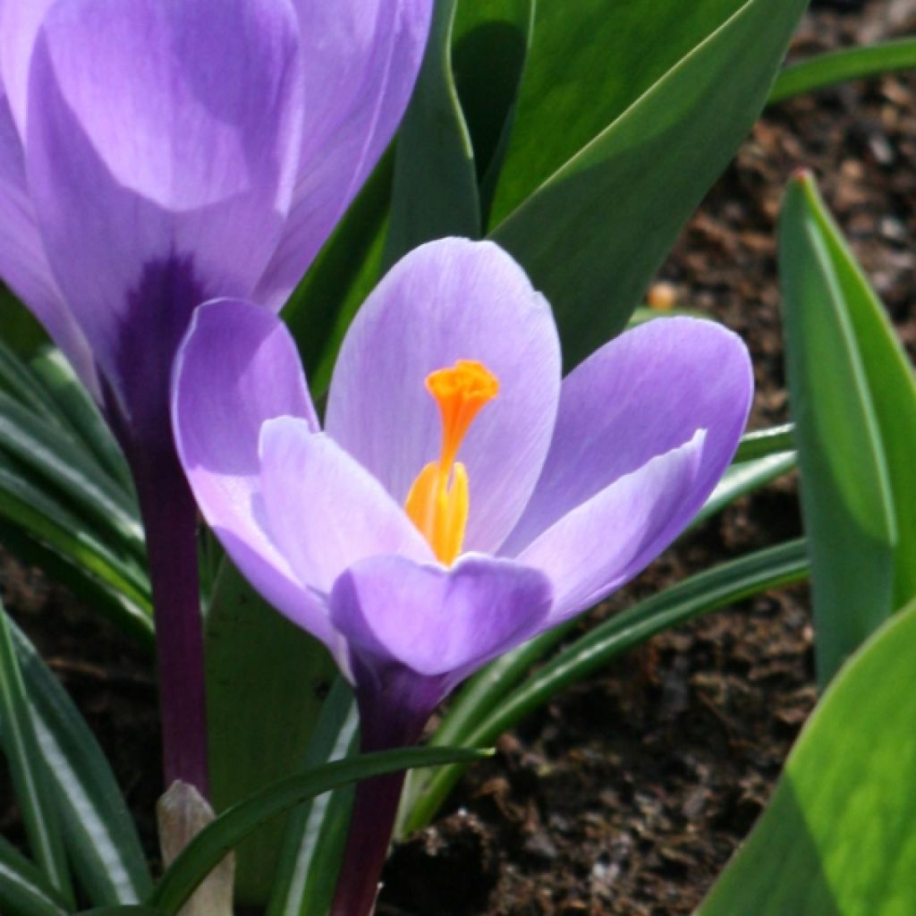 Crocus vernus Grand Maître - Hollandse krokus