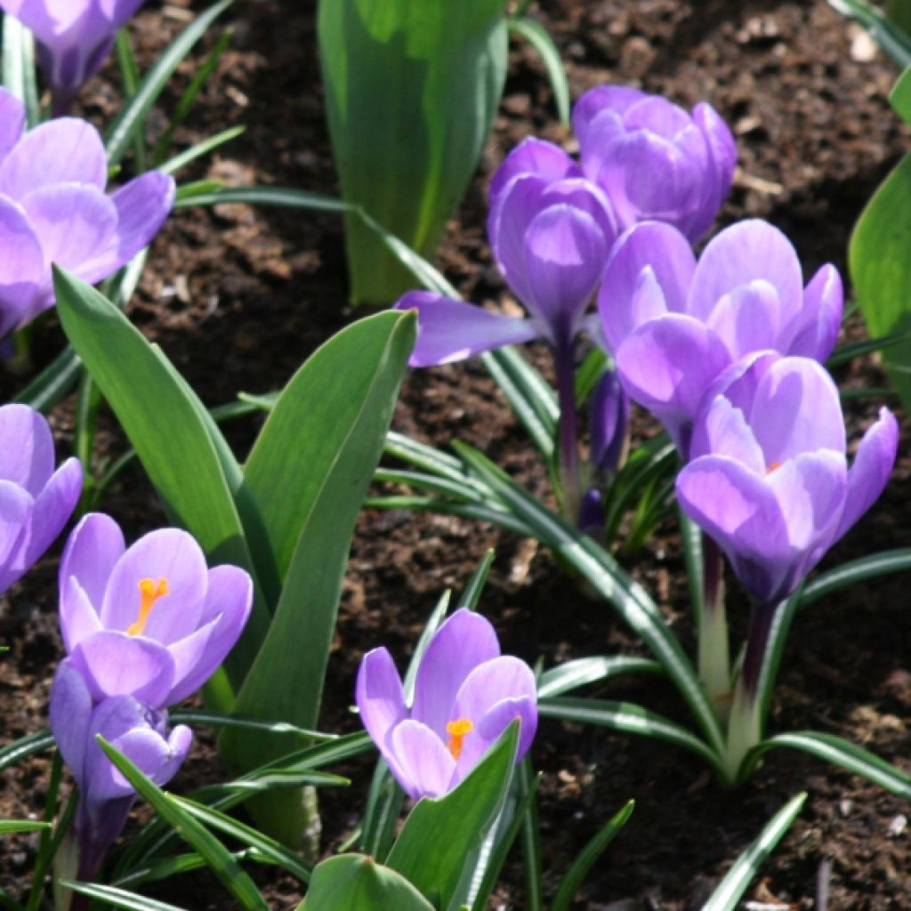 Crocus vernus Grand Maître - Hollandse krokus