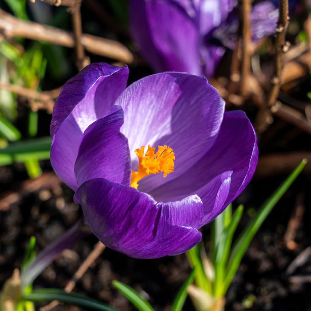 Crocus vernus Flower Record - Hollandse krokus
