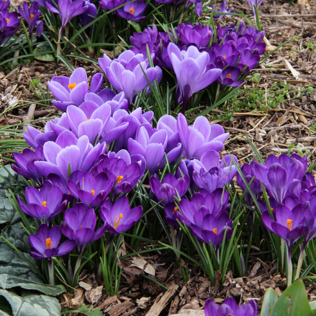 Crocus vernus Grand Maître - Hollandse krokus
