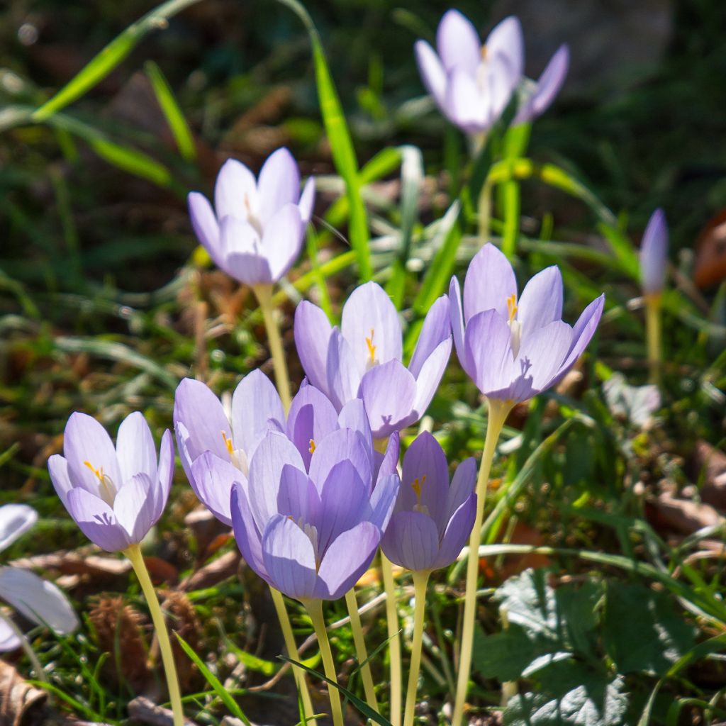 Crocus karduchorum - Herfstkrokus