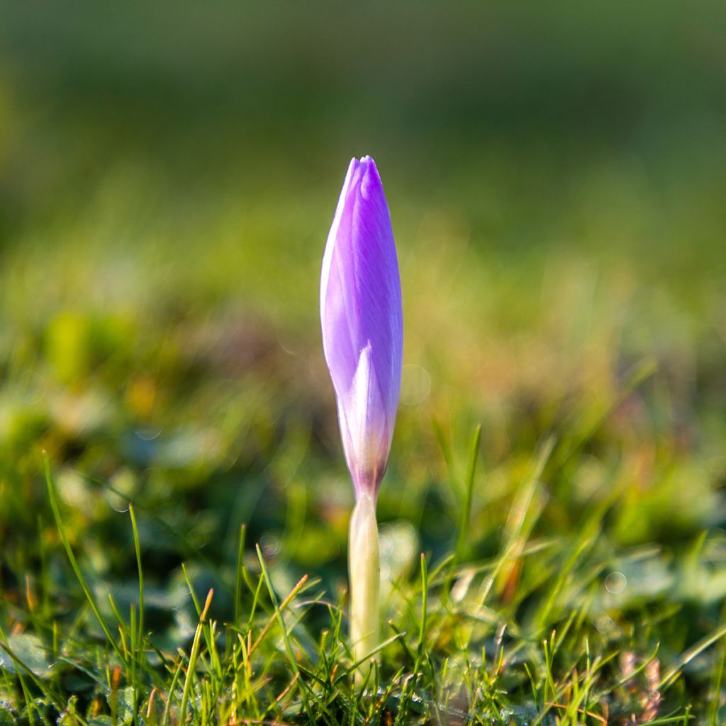 Crocus ligusticus - Herfstkrokus