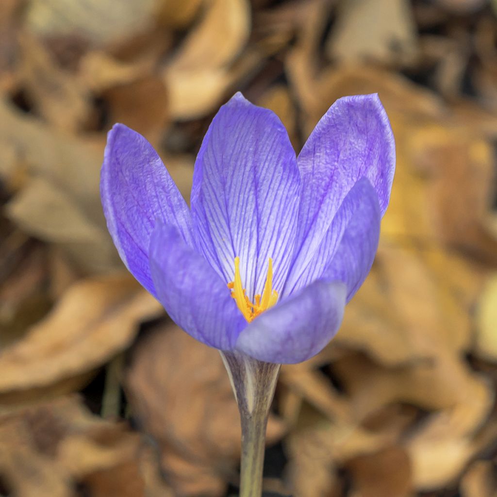 Crocus ligusticus - Herfstkrokus