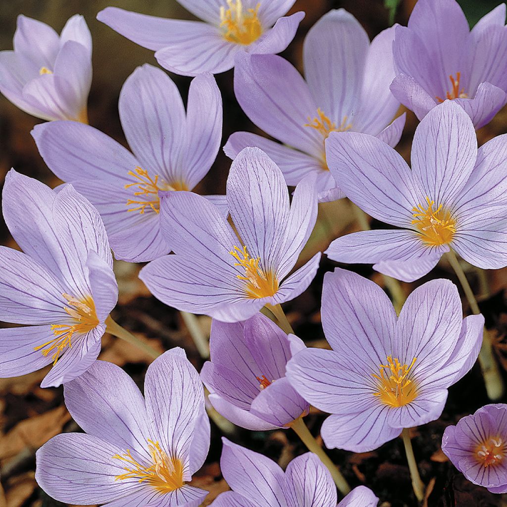 Crocus pulchellus - Herfstkrokus