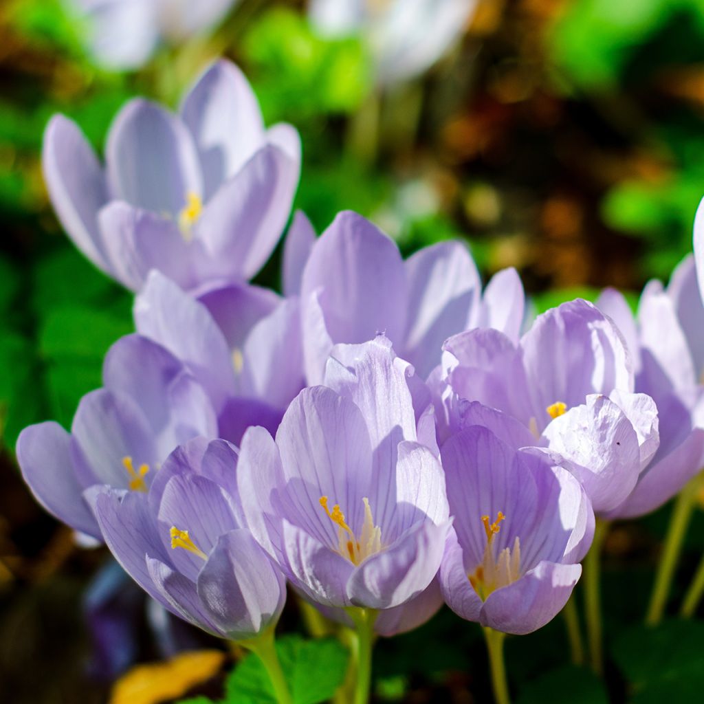 Crocus pulchellus - Herfstkrokus