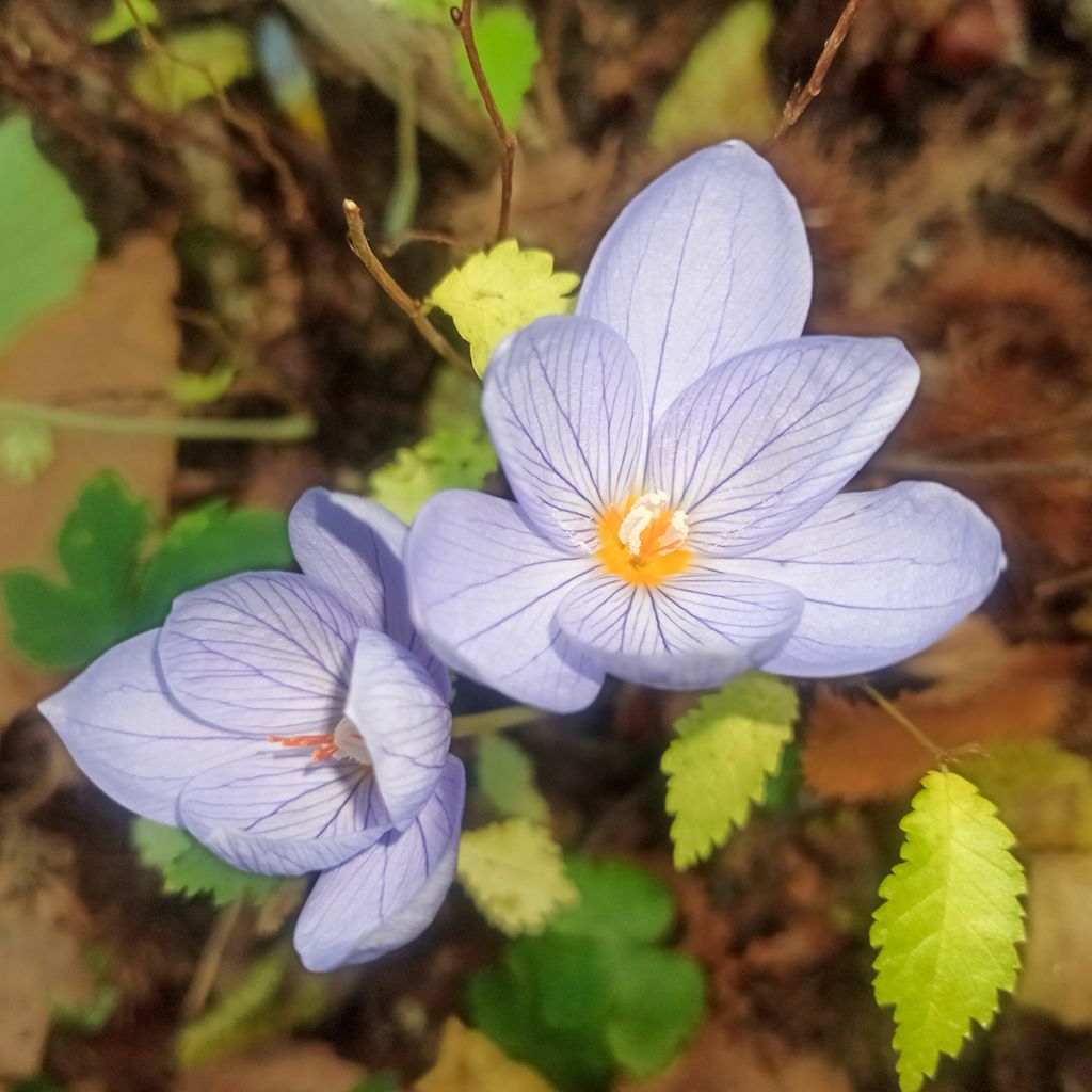 Crocus pulchellus - Herfstkrokus
