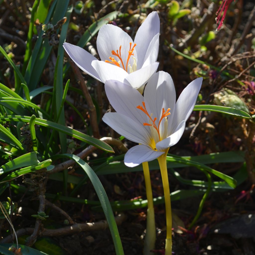 Crocus pulchellus Zephyr - Herfstkrokus
