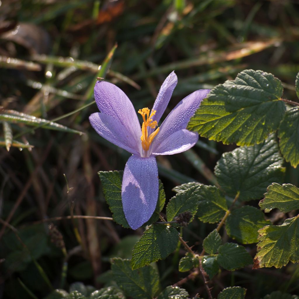 Crocus serotinus subsp salzmannii - Herfstkrokus