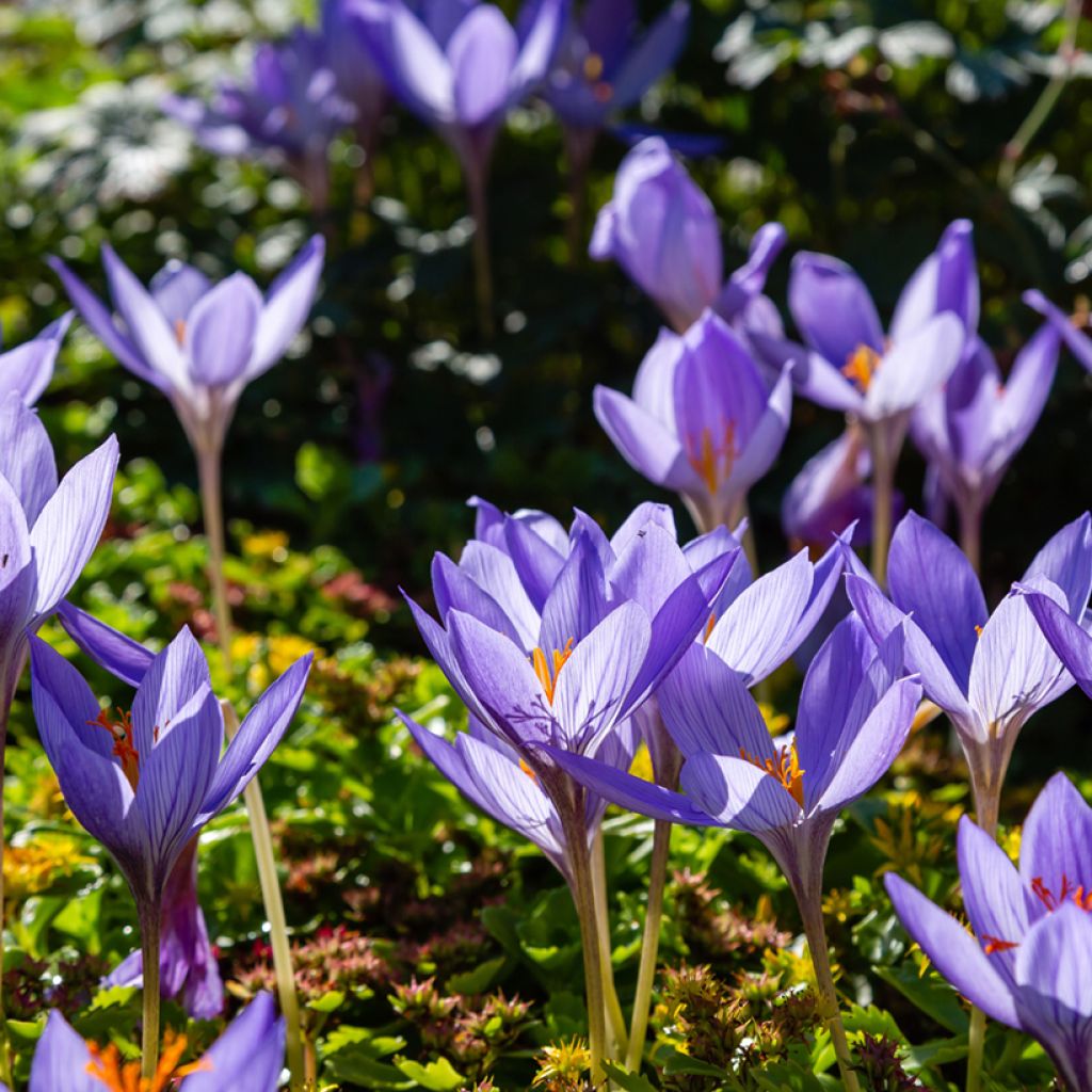 Crocus speciosus Artabir - Herfstkrokus