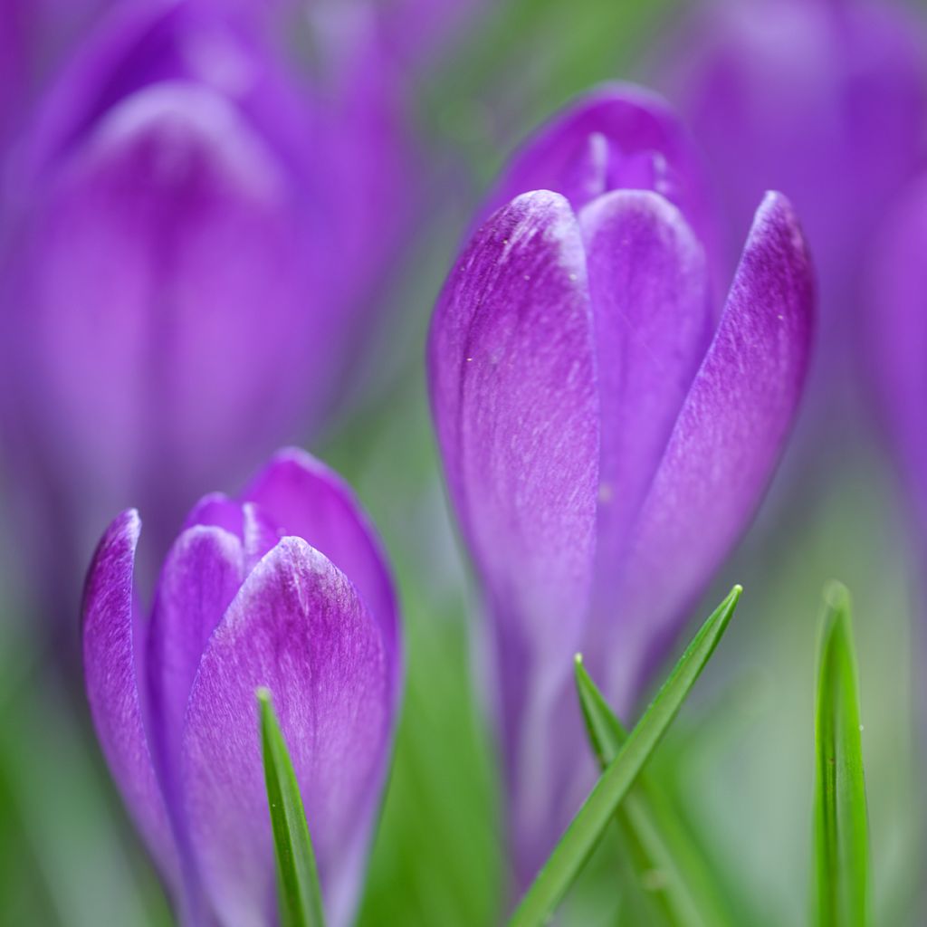 Crocus tommasinianus Blue Ocean - Boerenkrokus