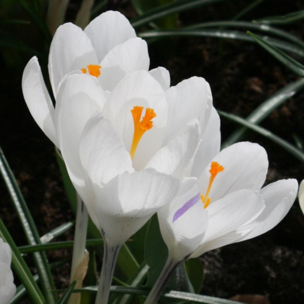 Crocus Mammouth Jeanne d'Arc - Hollandse krokus