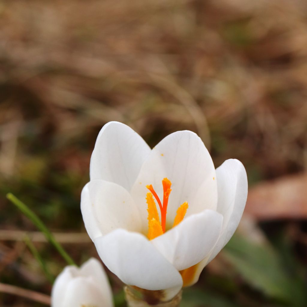 Crocus vernus subsp. albiflorus Wit - Bonte krokus