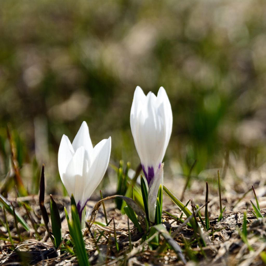 Crocus vernus subsp. albiflorus Wit - Bonte krokus
