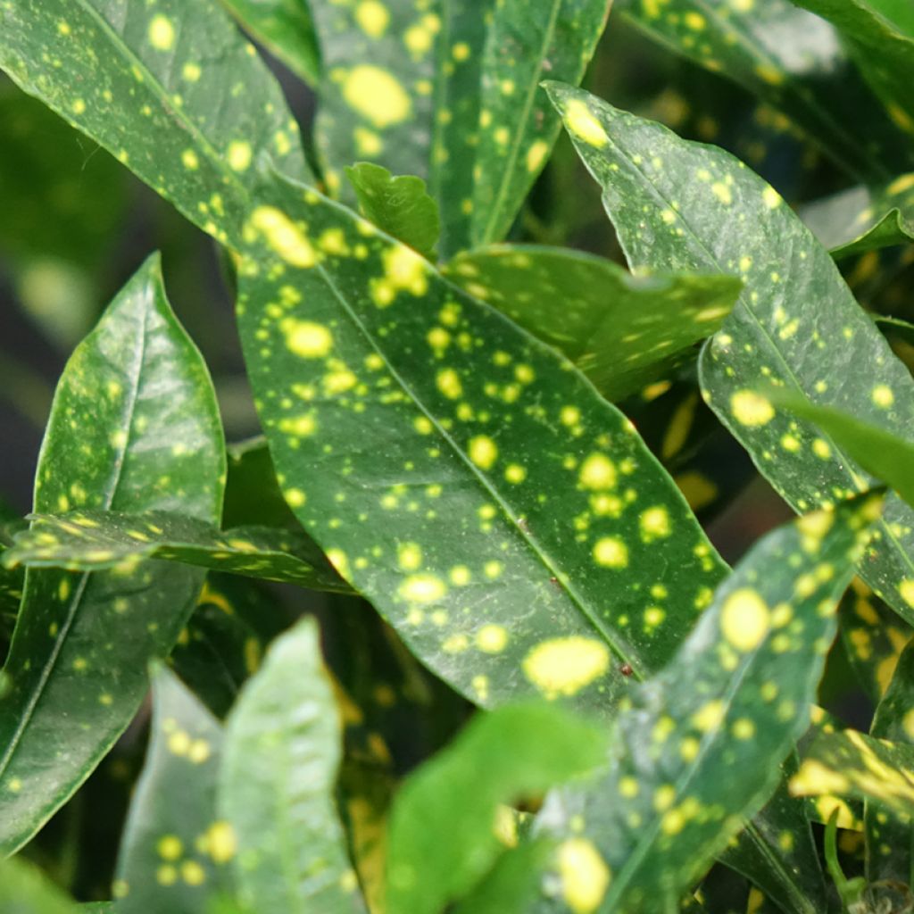 Kroton Aucubaefolia - Codiaeum variegatum var. pictum