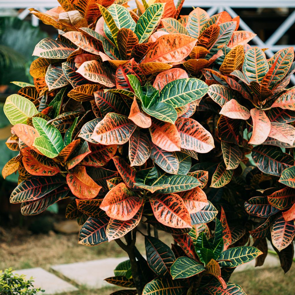 Kroton Petra - Codiaeum variegatum