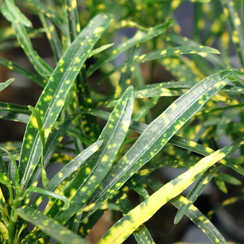 Kroton Pictum - Codiaeum variegatum var. pictum