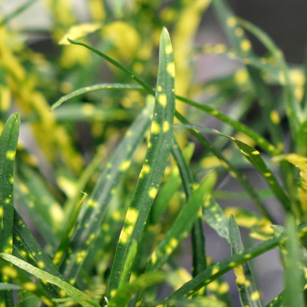 Kroton Pictum - Codiaeum variegatum var. pictum