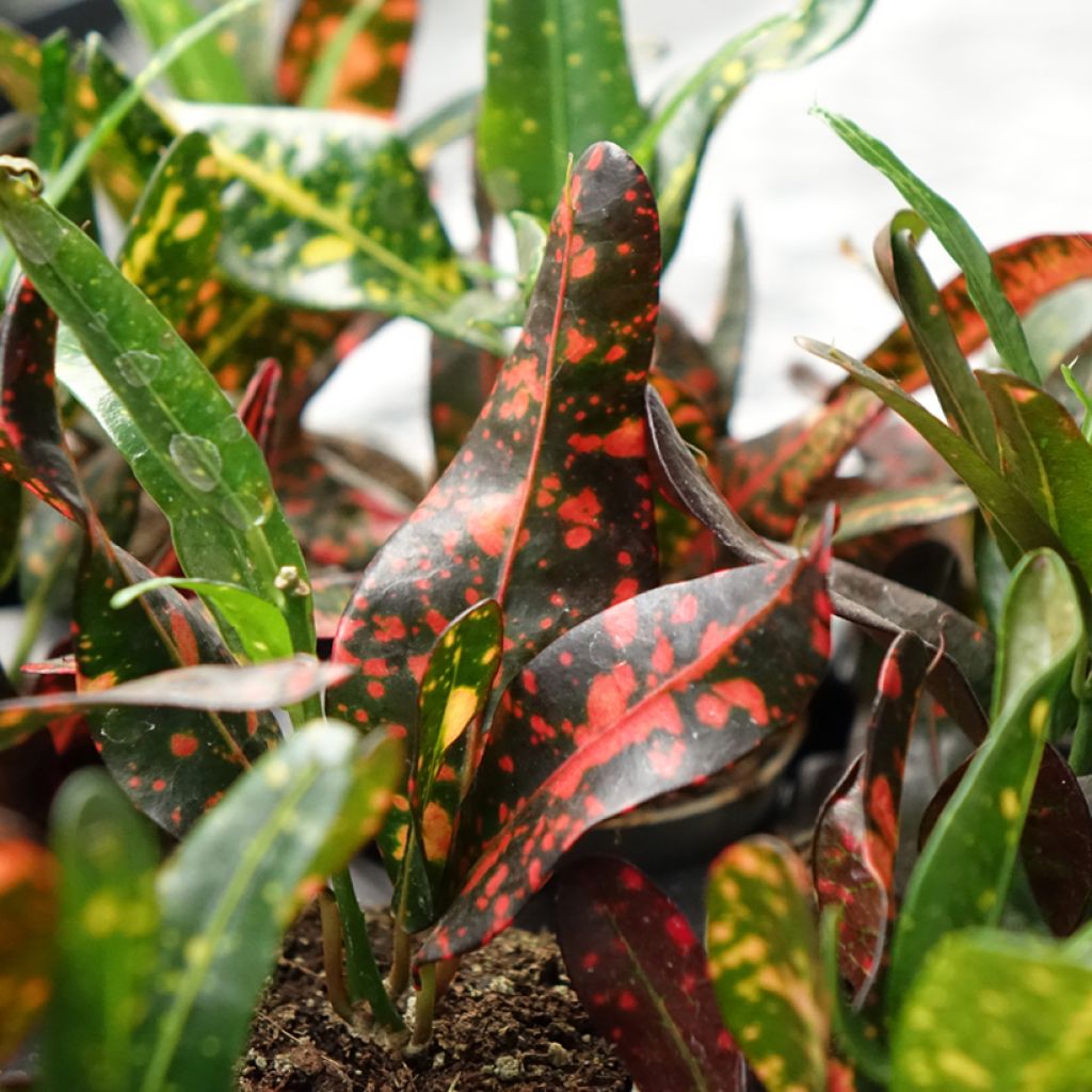 Kroton Red Batik - Codiaeum variegatum