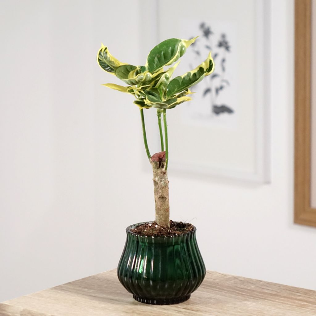 Kroton Tamara - Codiaeum variegatum