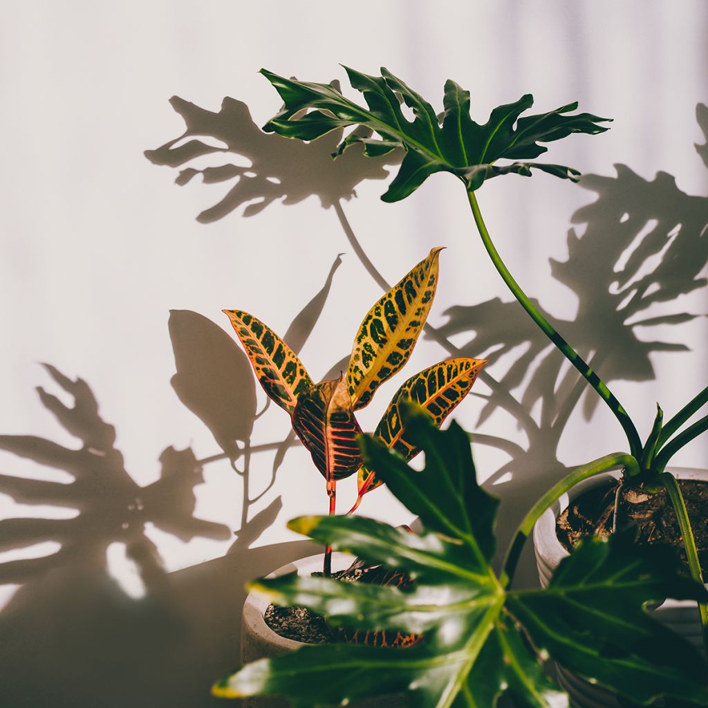 Kroton Moar Yellow - Codiaeum variegatum