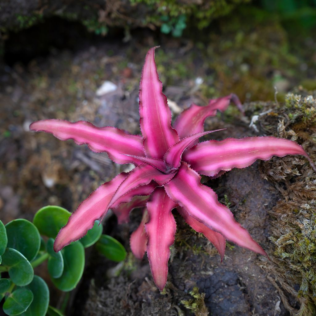 Cryptanthus Super Pink - Aardster