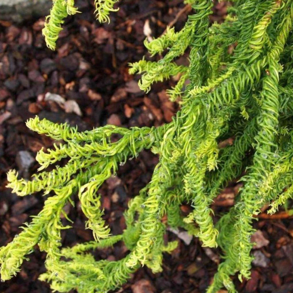 Cryptomeria japonica Kyara Gold - Japanse cipres