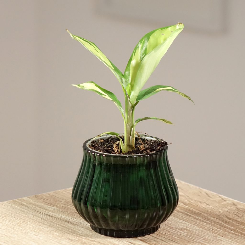 Ctenanthe Golden Mosaic - Calathea