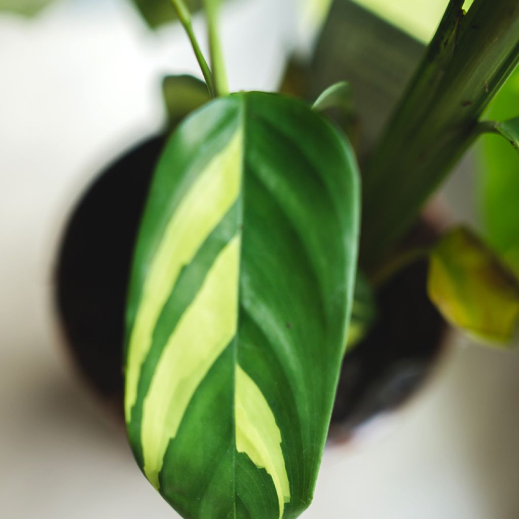 Ctenanthe Golden Mosaic - Calathea
