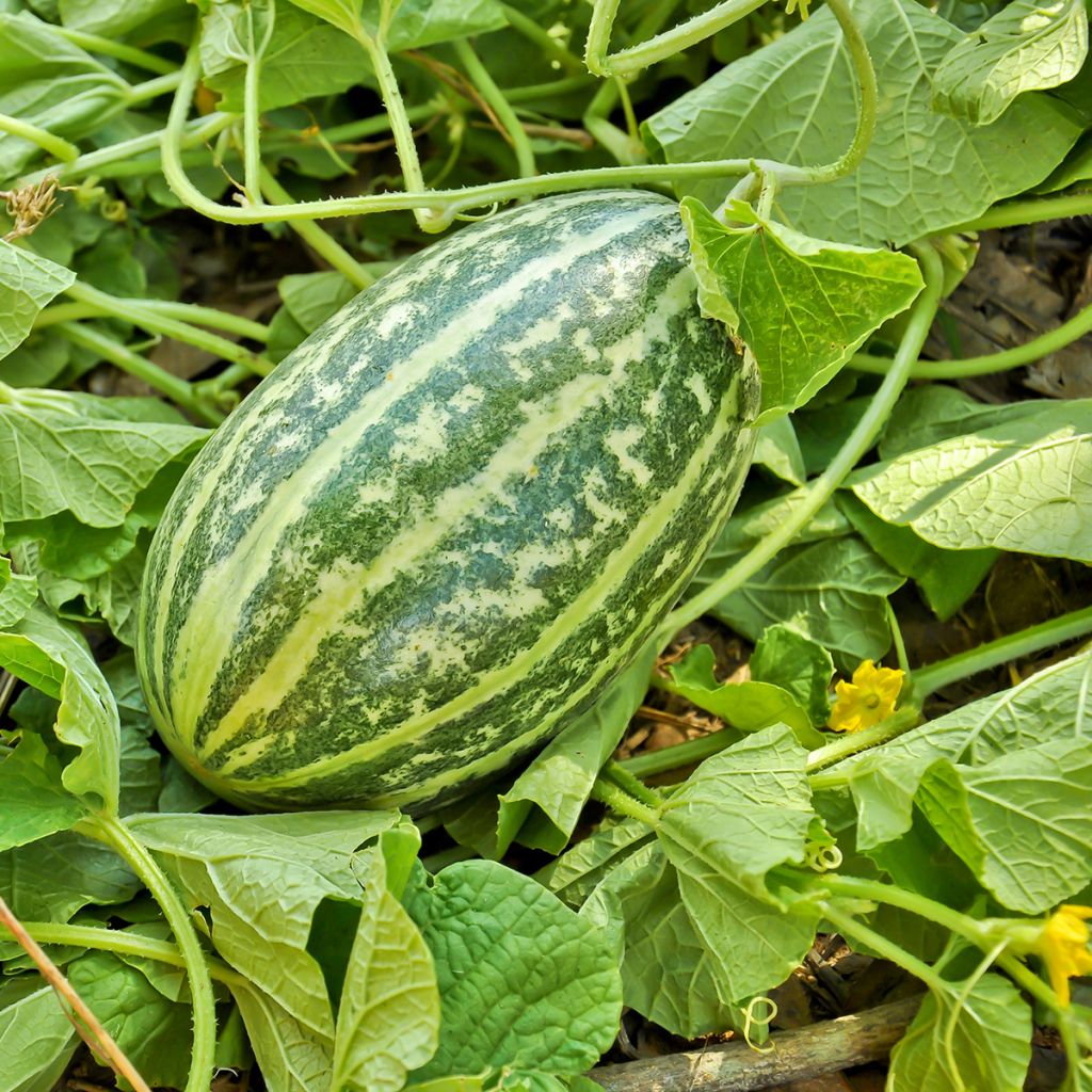 Mangalore-komkommer Brocade