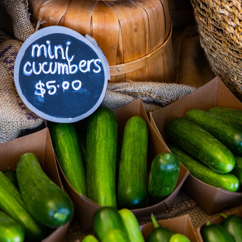 Minikomkommer Rocky F1 (jonge planten)