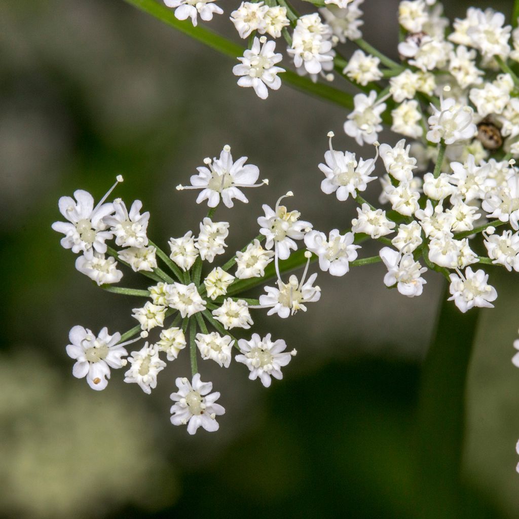 Komijn - Cuminum cyminum