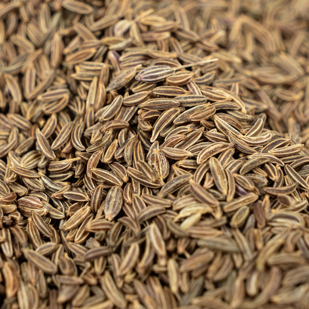 Komijn - Cuminum cyminum