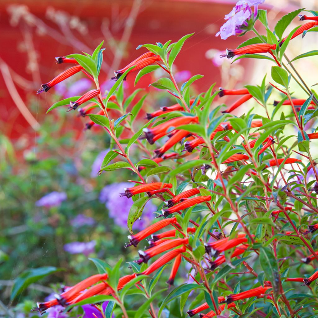 Cuphea ignea Scarlet - Luciferplant