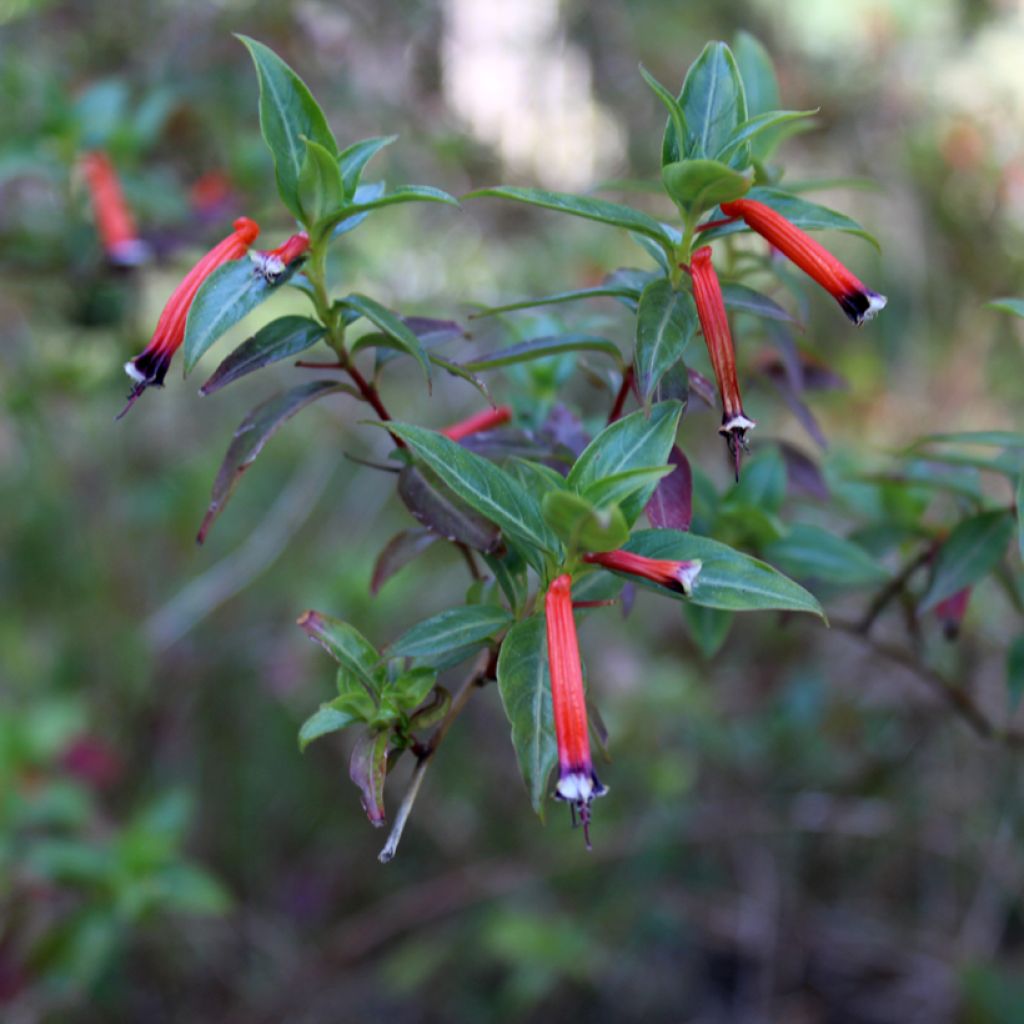 Cuphea ignea Scarlet - Luciferplant
