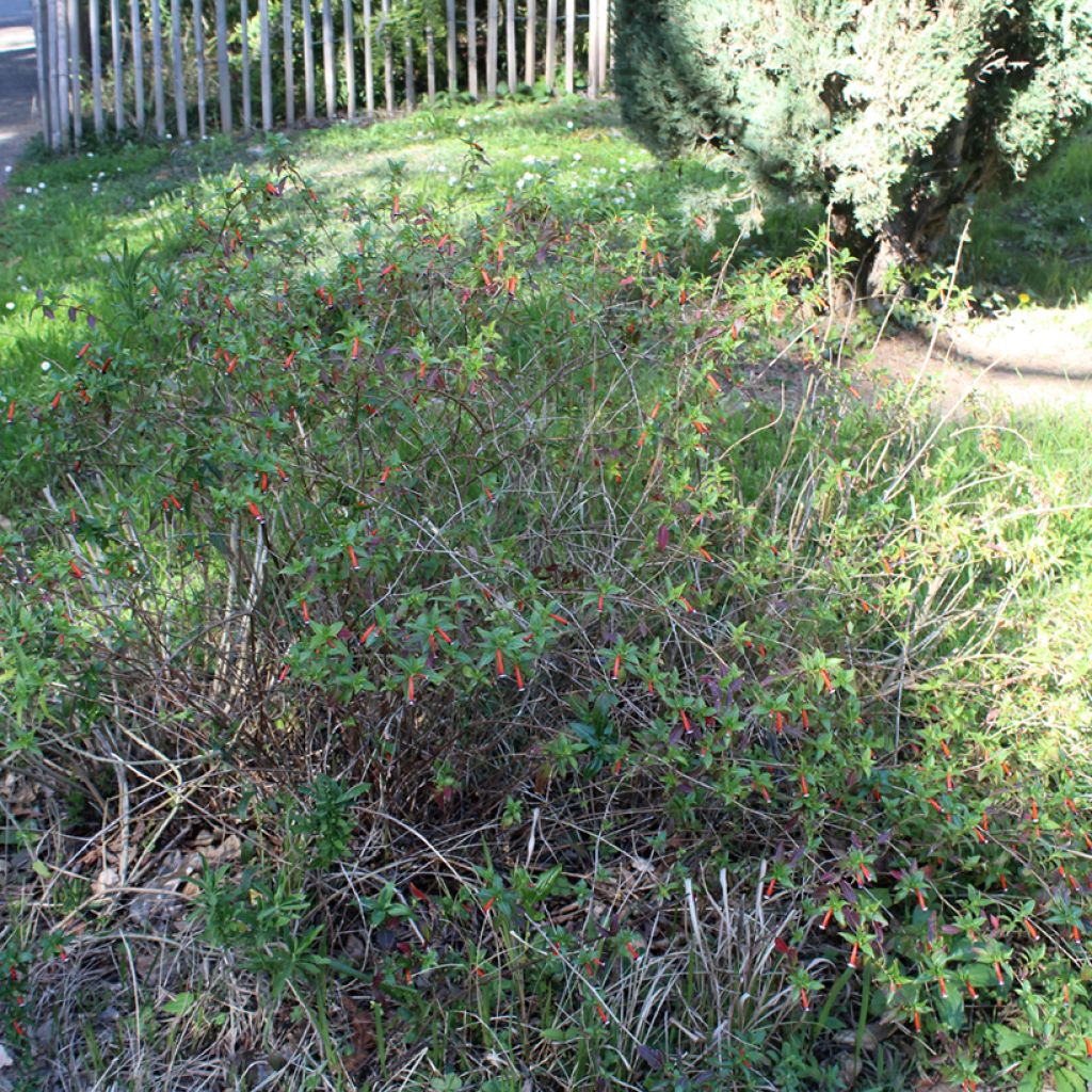 Cuphea ignea Scarlet - Luciferplant