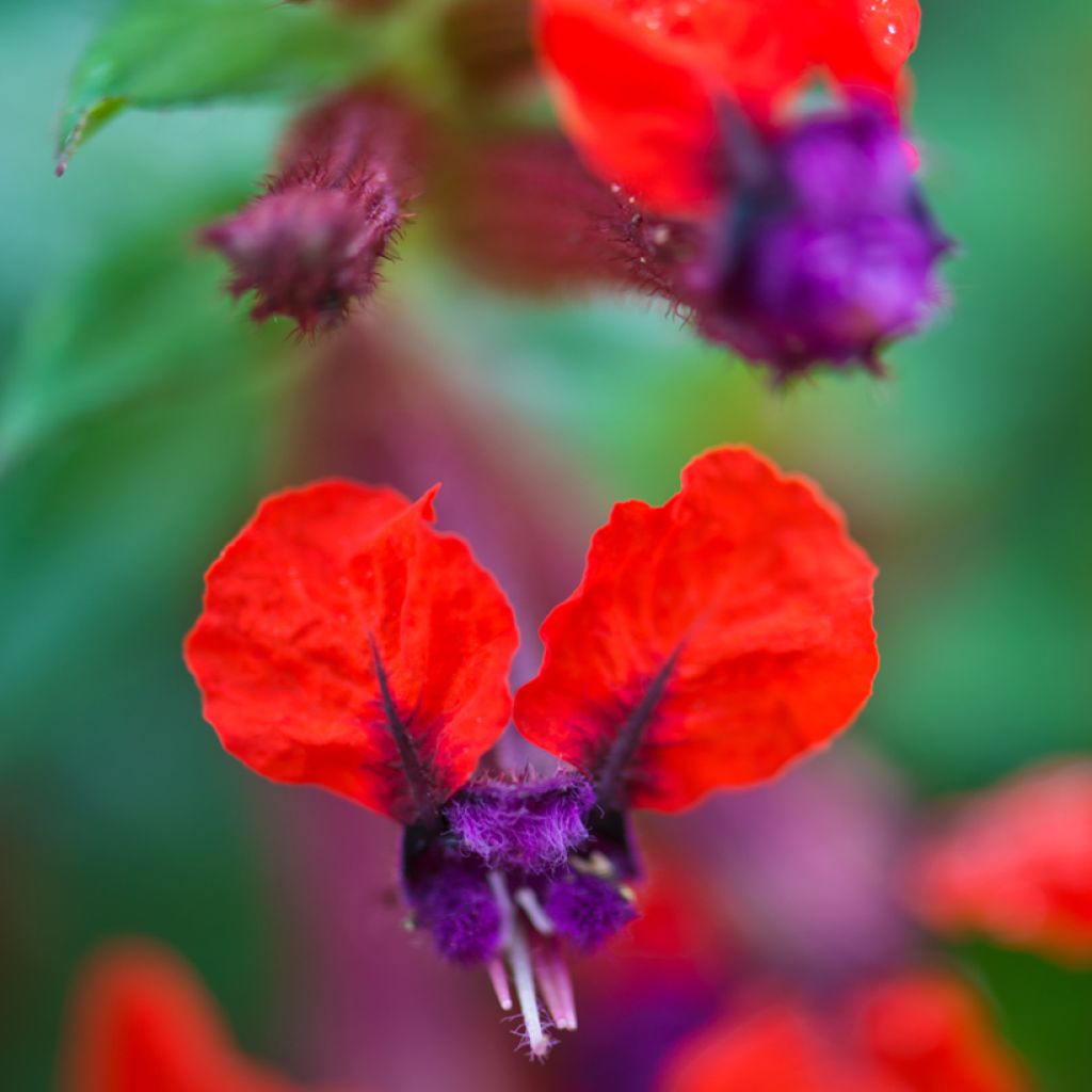 Cuphea llavea Torpedo