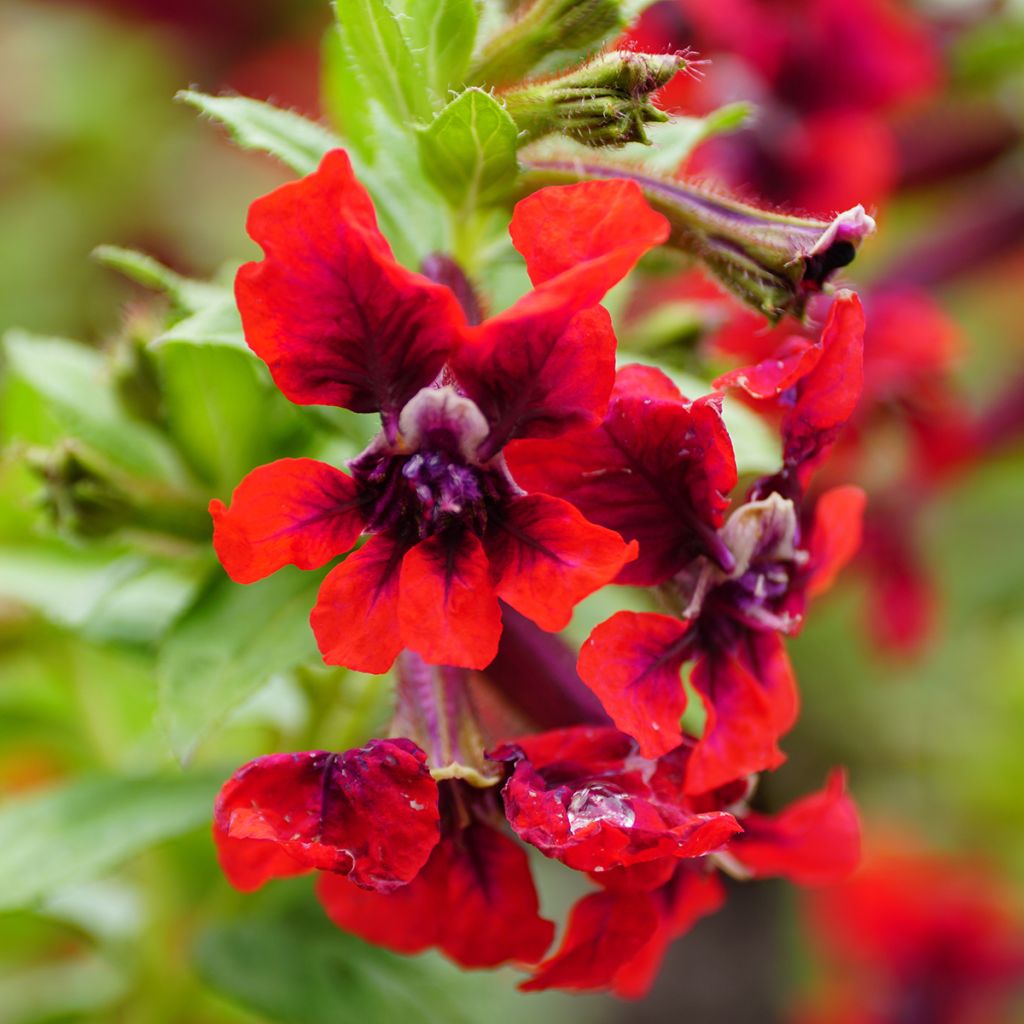 Cuphea HEATBEAT Vulcano