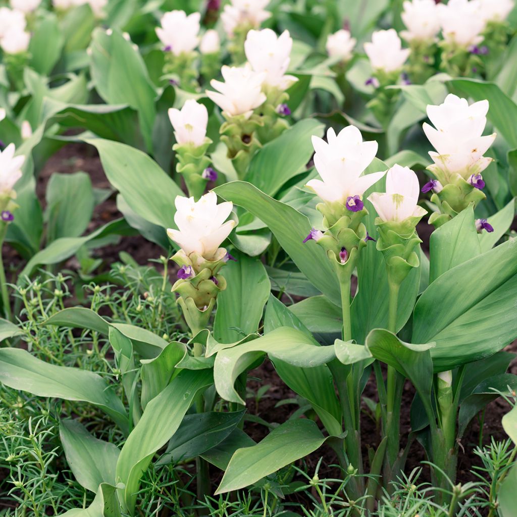 Curcuma alismatifolia Wit - Siamtulp