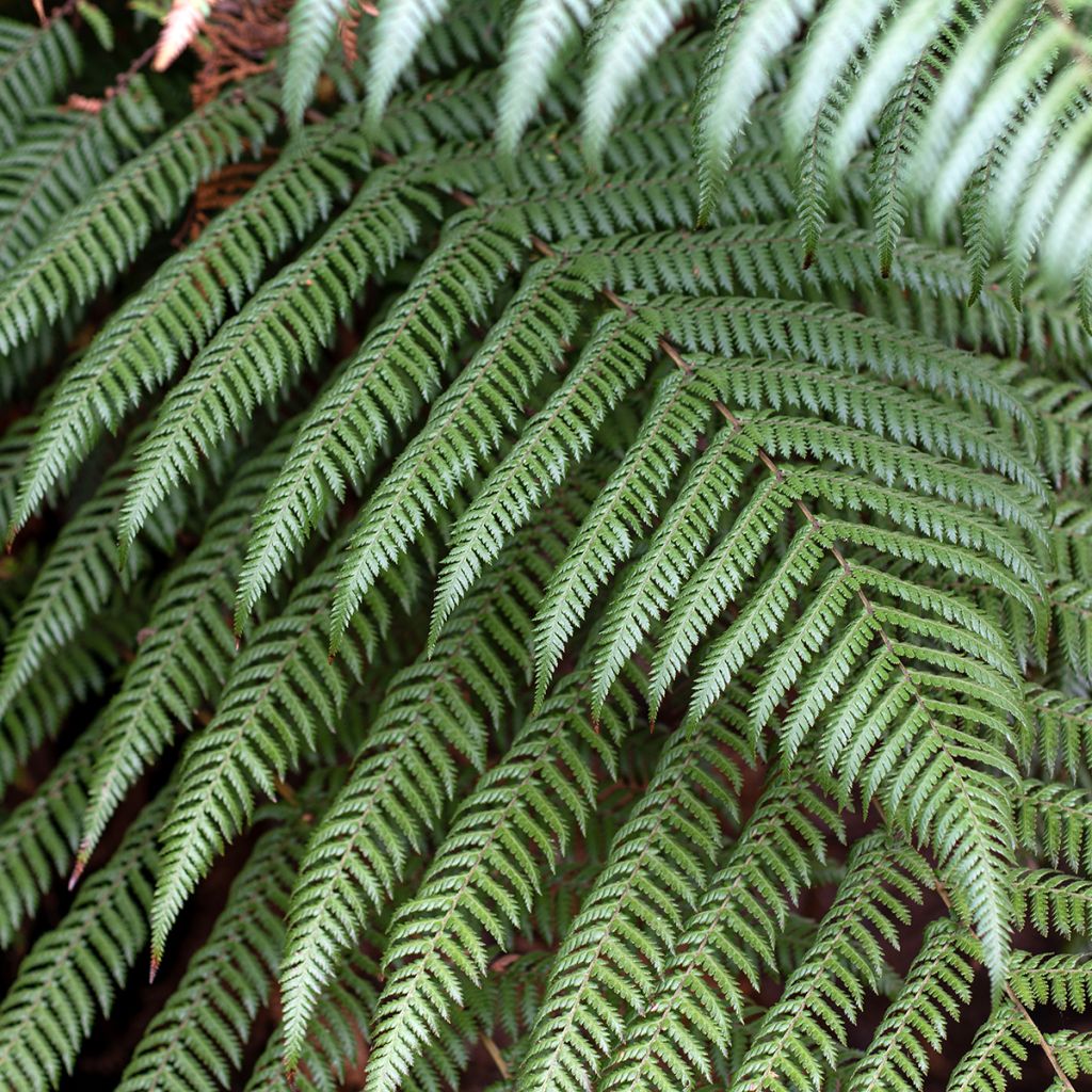 Cyathea australis - Boomvaren