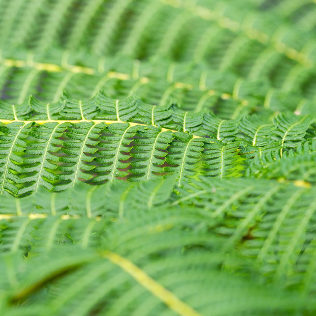 Cyathea australis - Boomvaren