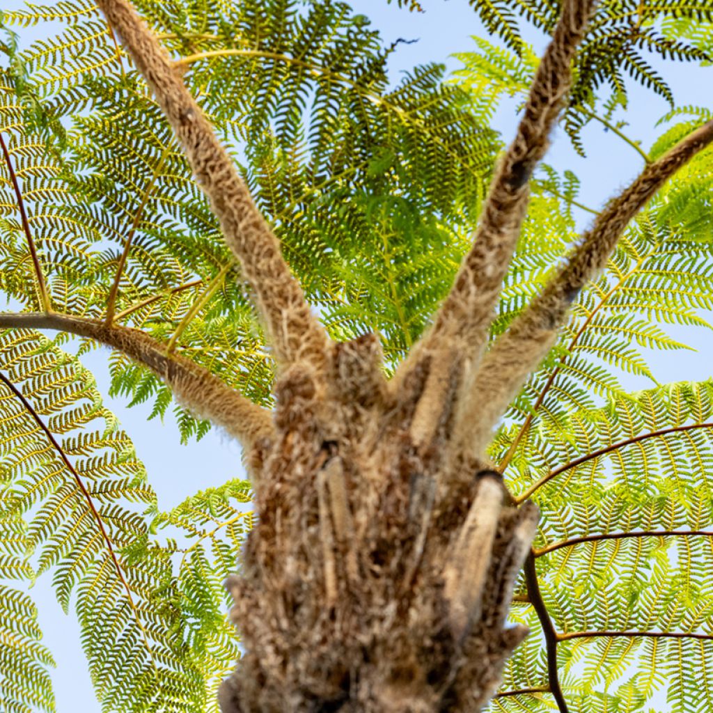 Cyathea brownii - Norfolk boomvaren