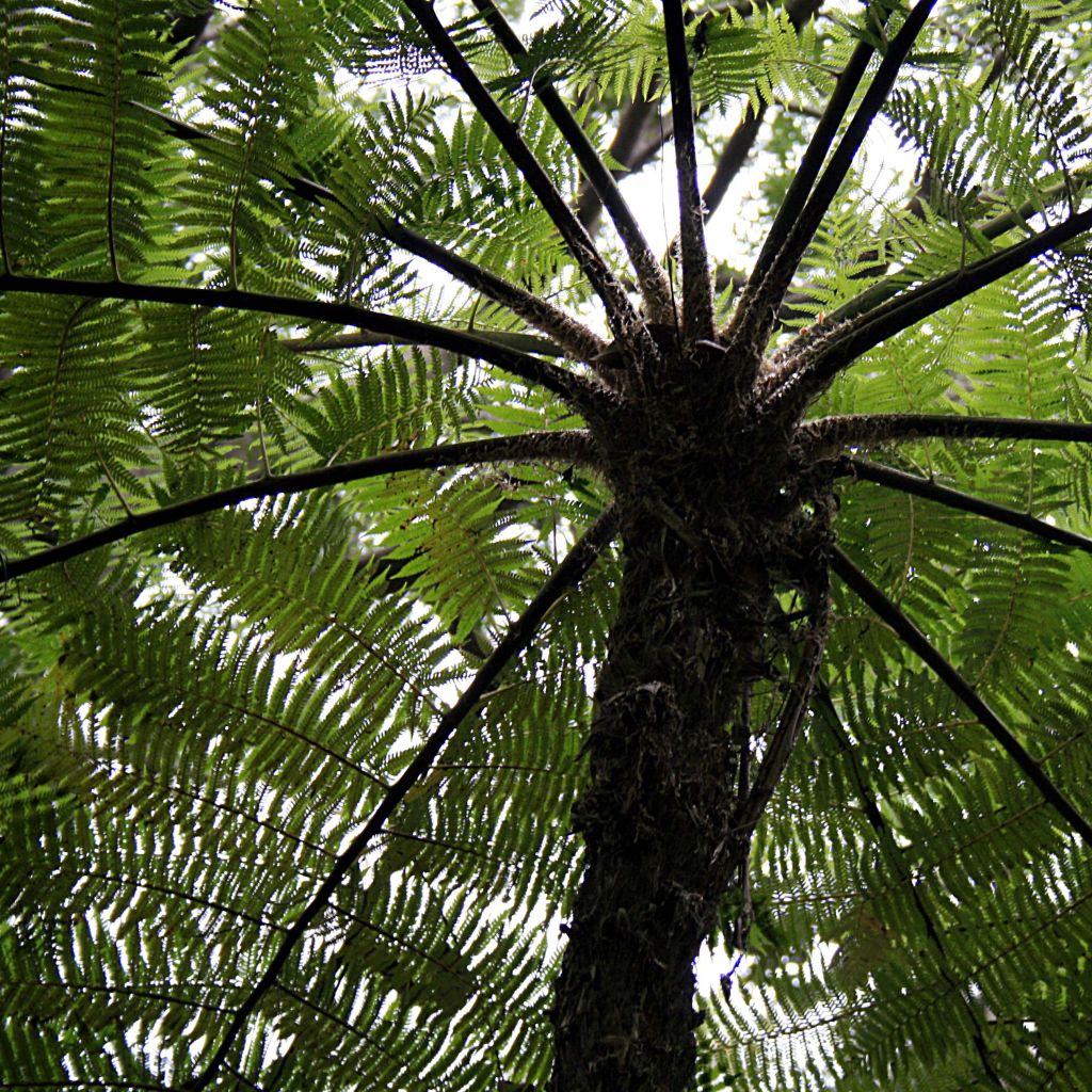 Cyathea cooperi - Australische boomvaren