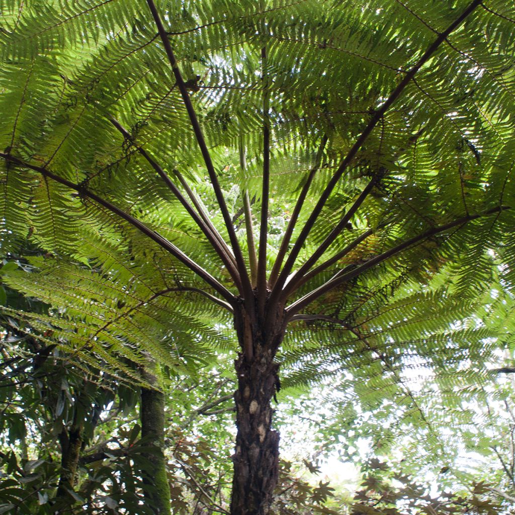 Cyathea cooperi - Australische boomvaren