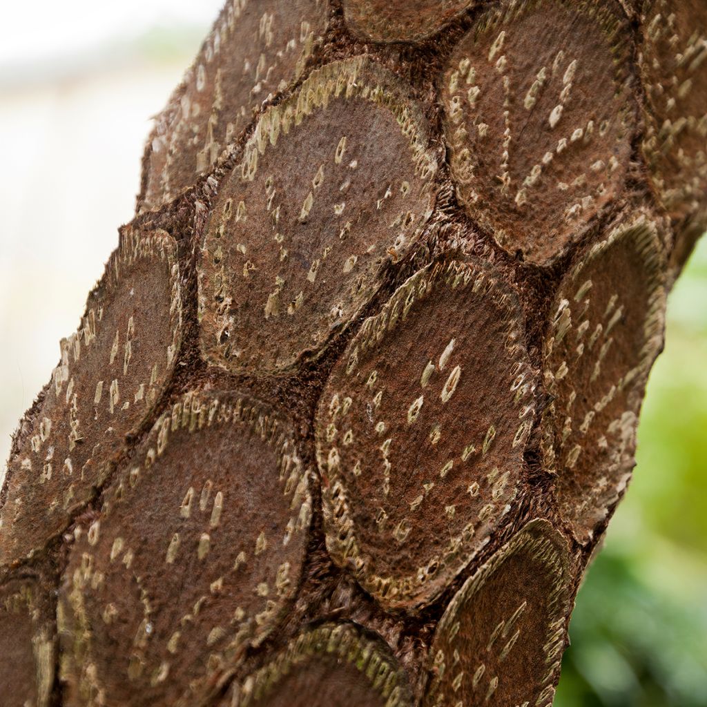 Cyathea cooperi - Australische boomvaren