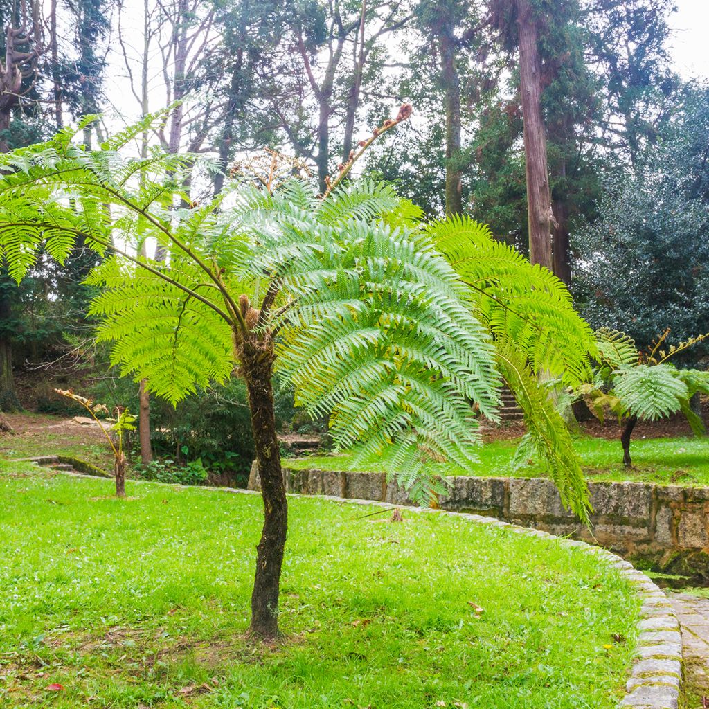 Cyathea cooperi - Australische boomvaren