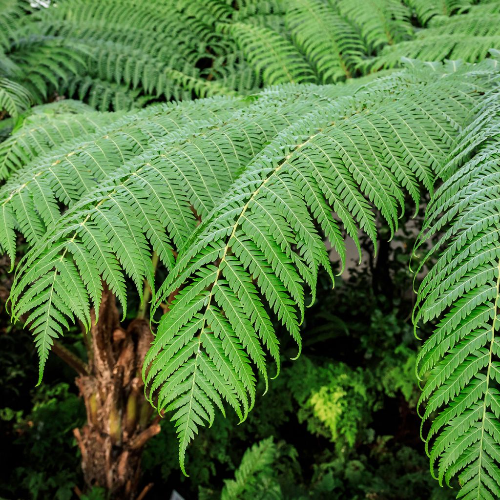 Cyathea cooperi - Australische boomvaren