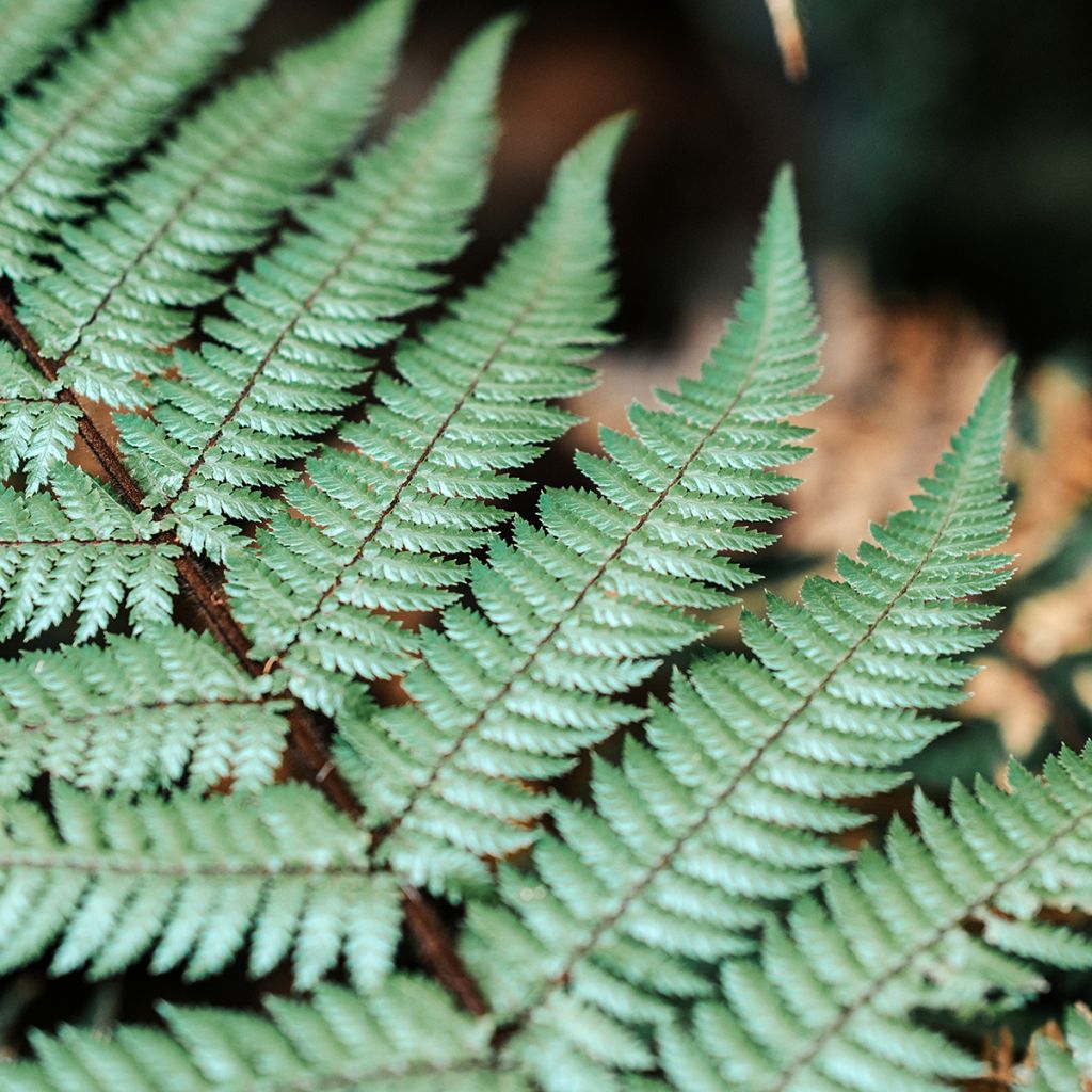 Cyathea dealbata - Zilvervaren