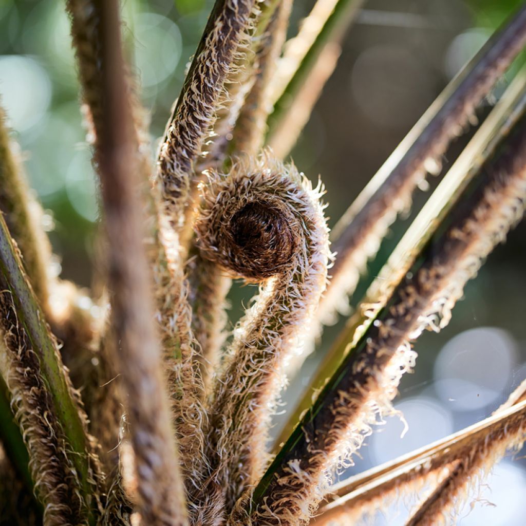 Cyathea felina - Boomvaren