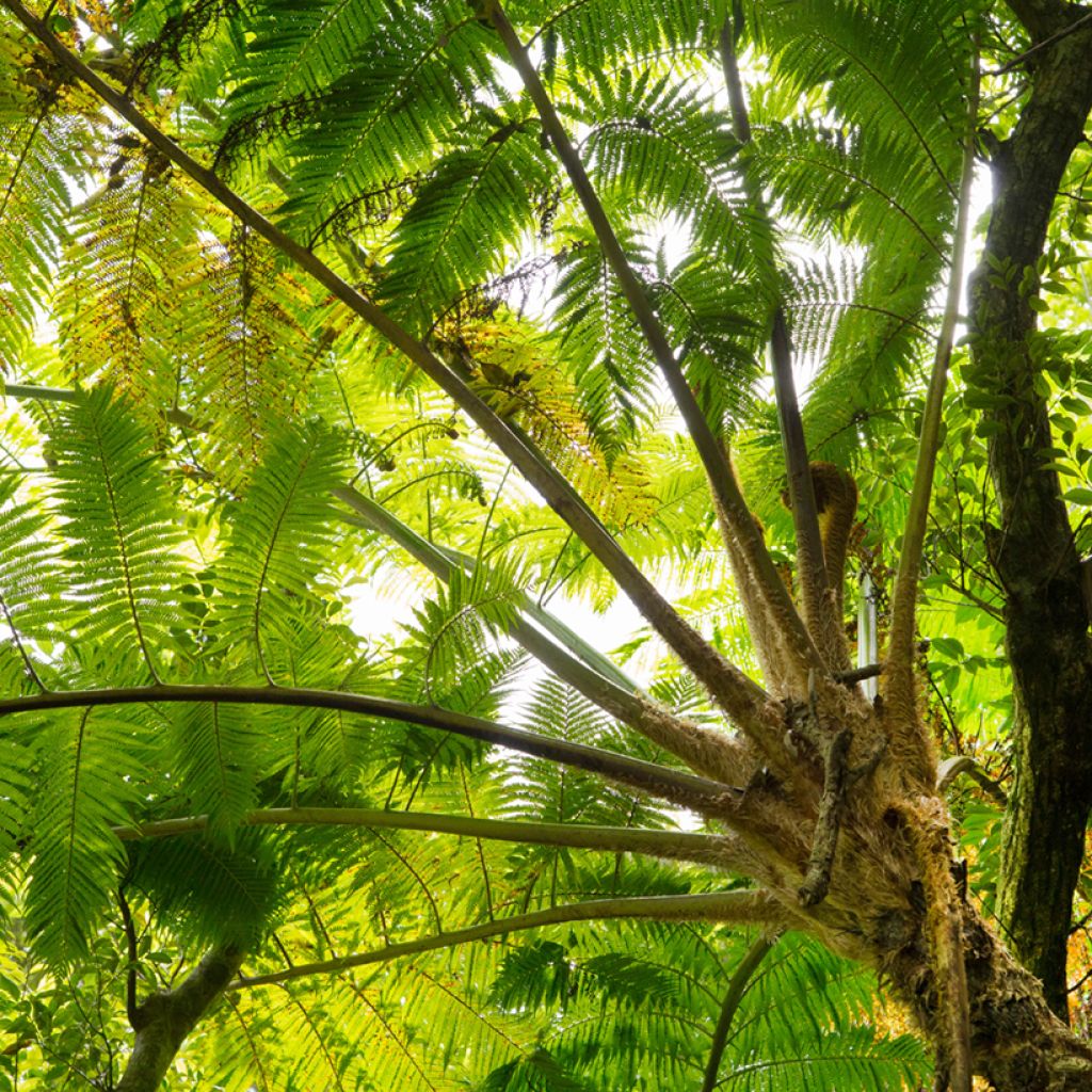 Cyathea felina - Boomvaren