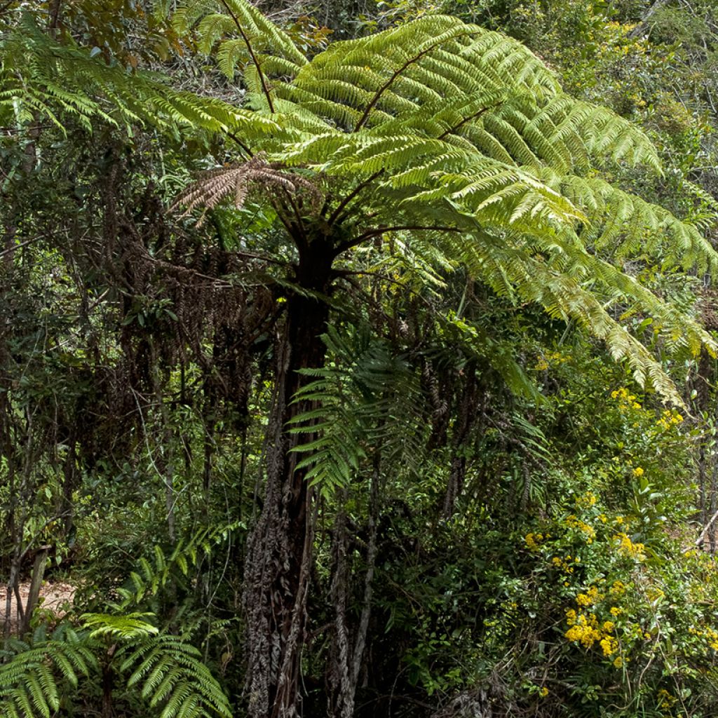 Cyathea lunulata - Boomvaren